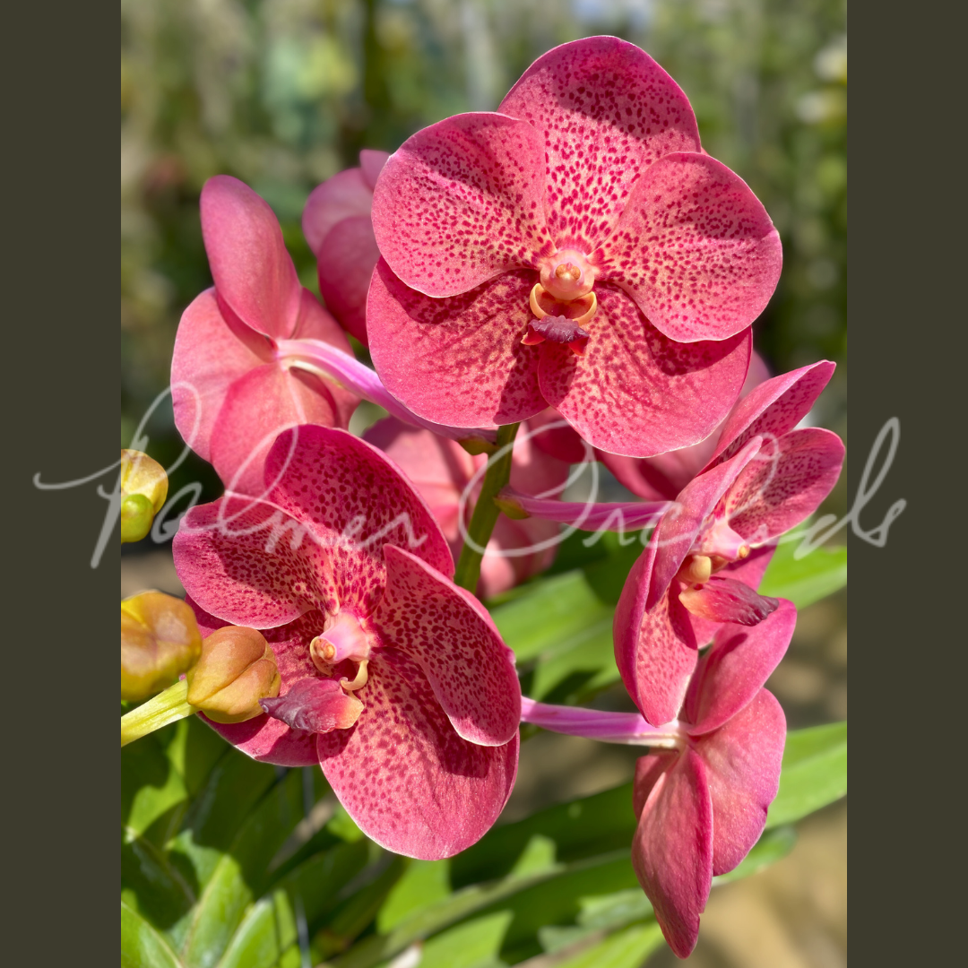 Vanda Uraiwan Belle 'Red' 2.png