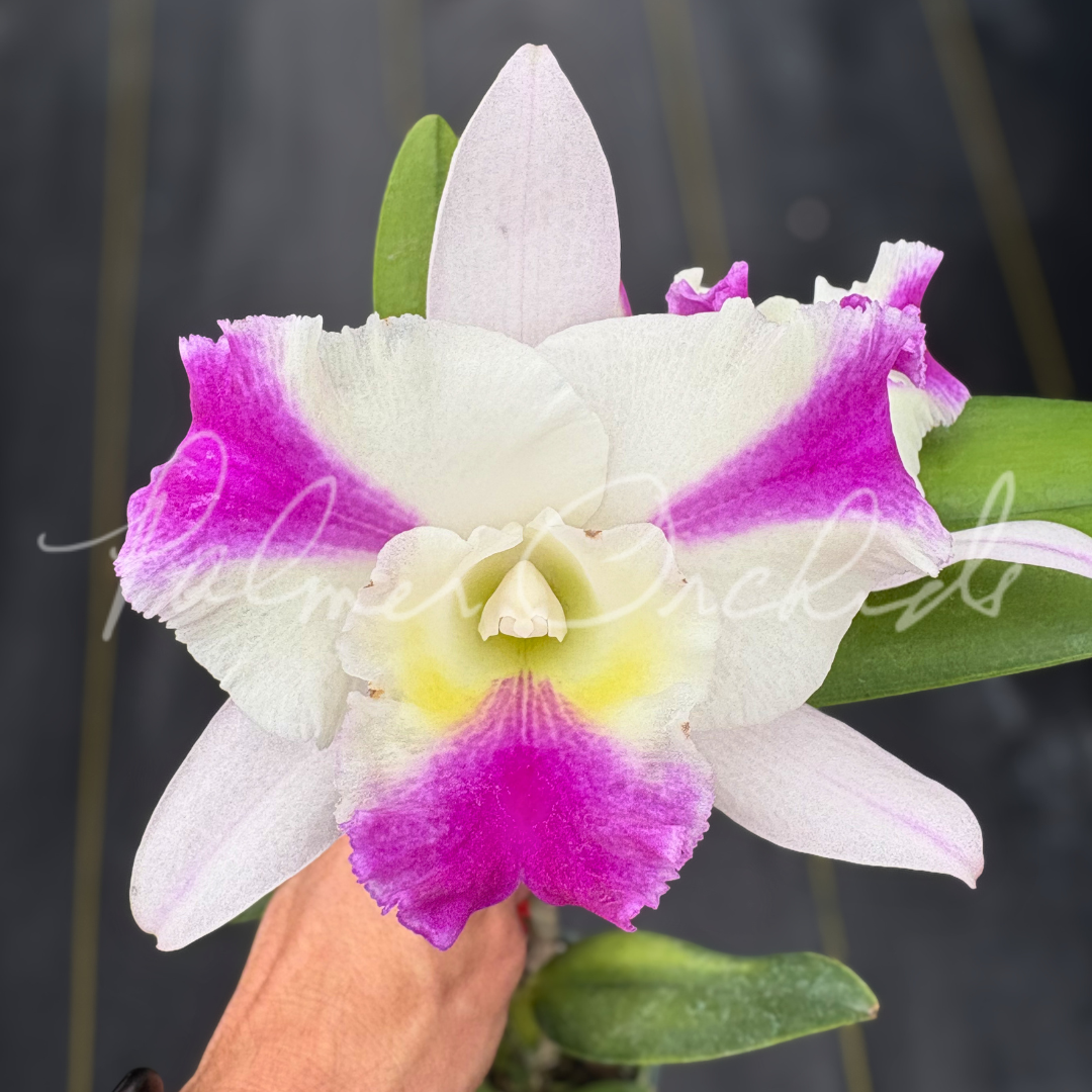 Rth. Schear Happiness 4.png