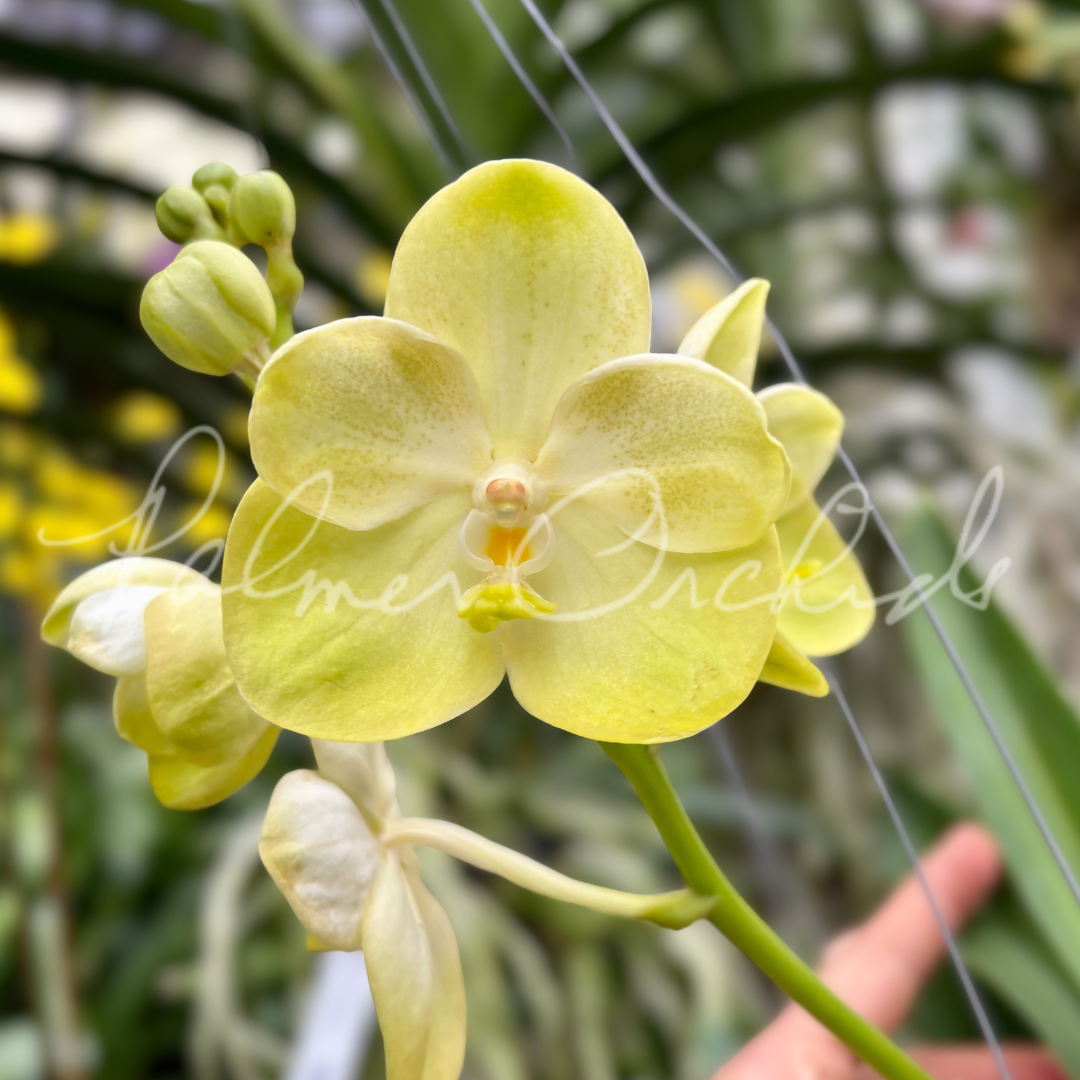 Vanda Jukkich Gold 1.png