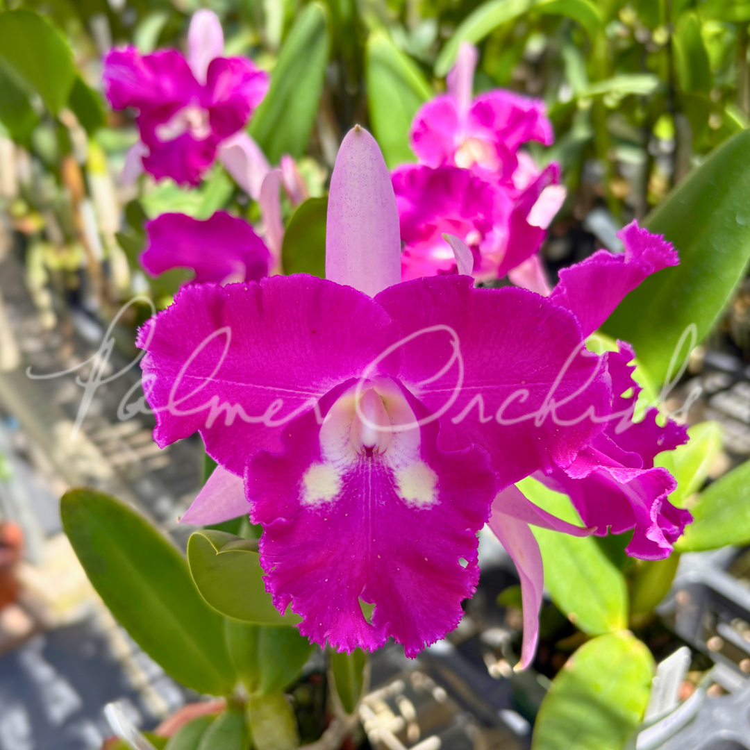 Rlc. Sa-Ngob Delight 'Krarit' Palmer Orchids 2.png
