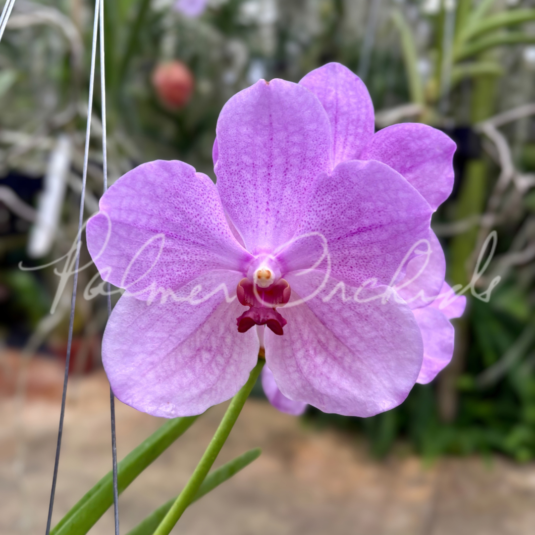 Pda. Mevr. L. Velthuis × V. Nichanan