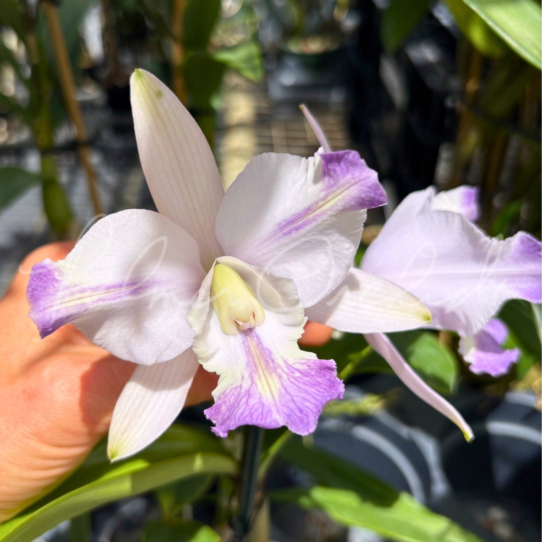 Cattleya Brazilian Star 'Chief' - Palmer Orchids 2.png