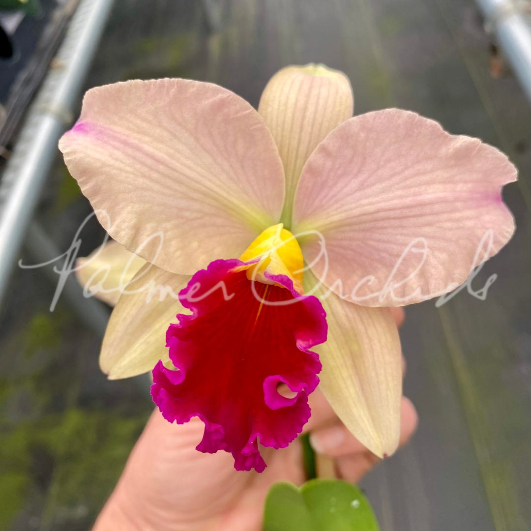 Ctt. Tropical Aurora - Palmer Orchids 2.png