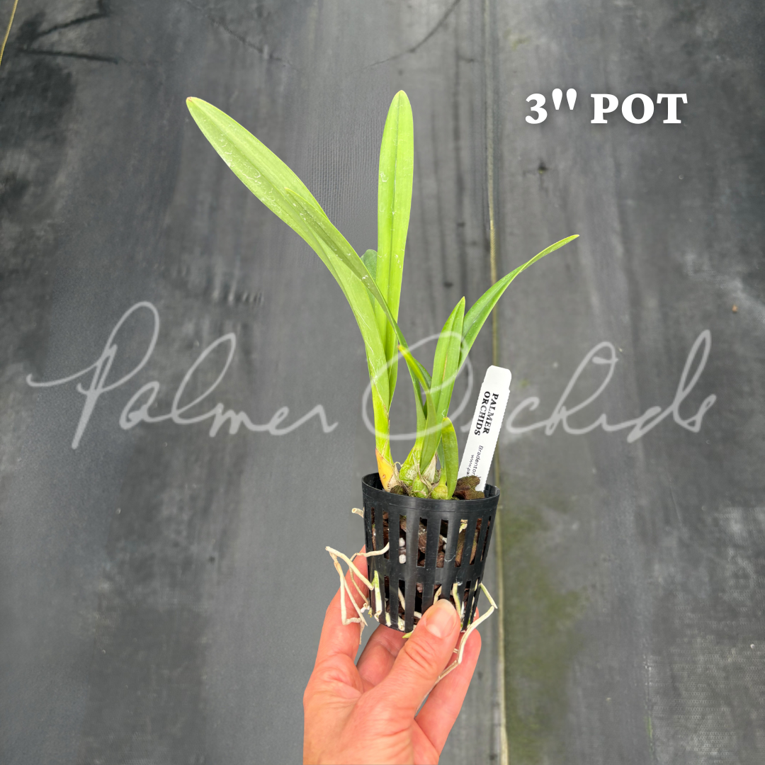 Encyclia alata 6.png