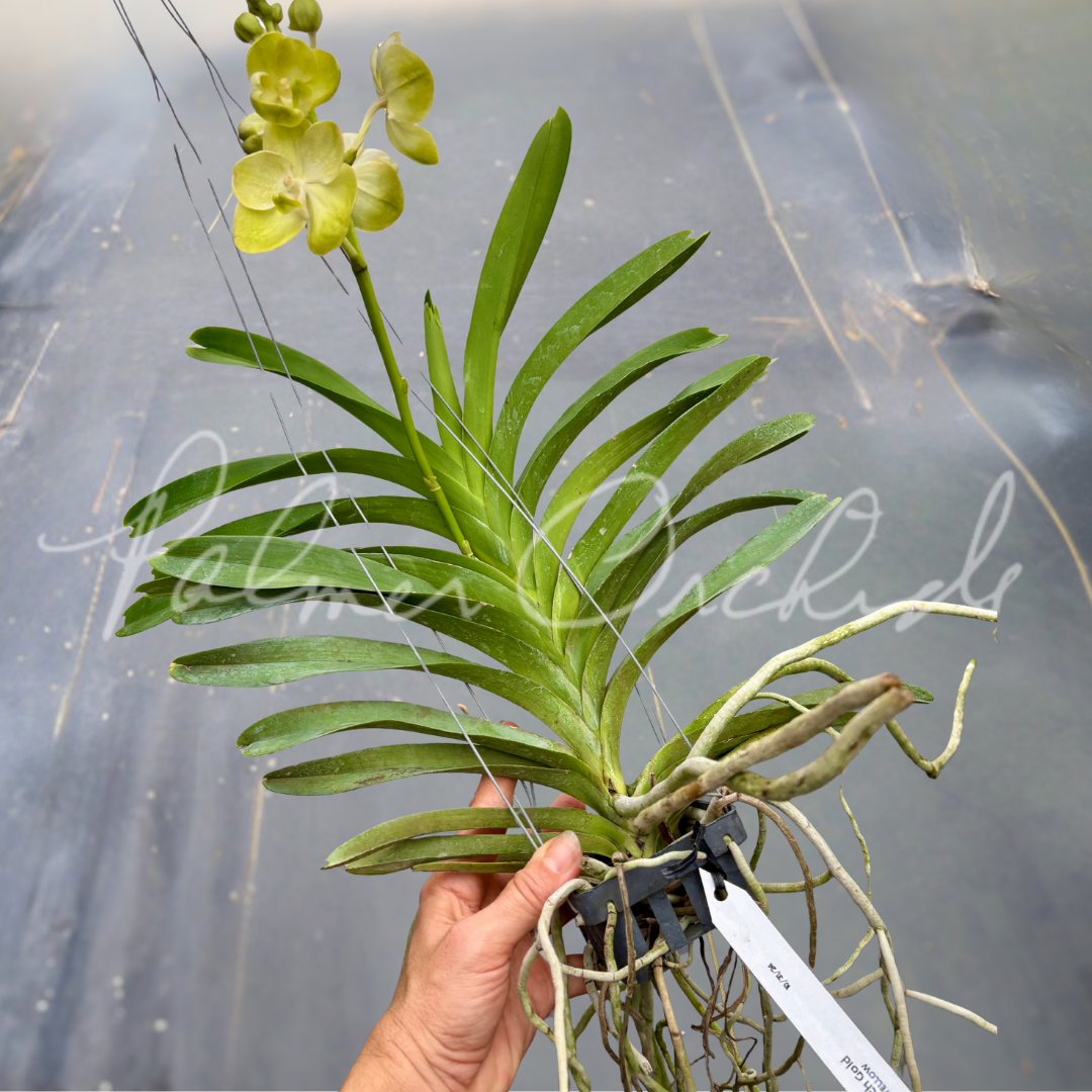 Vanda Jukkich Gold 6.png