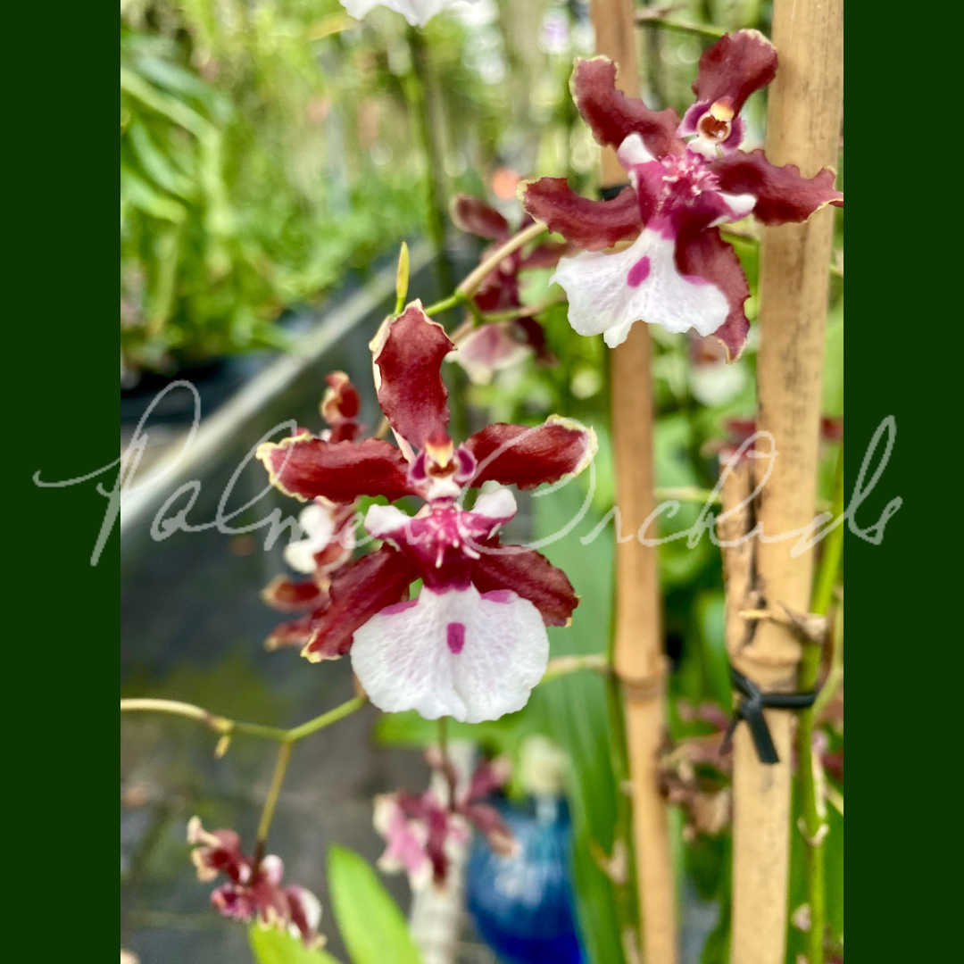 Onc. Sharry Baby 'Sweet Fragrance' - Palmer Orchids 2.png