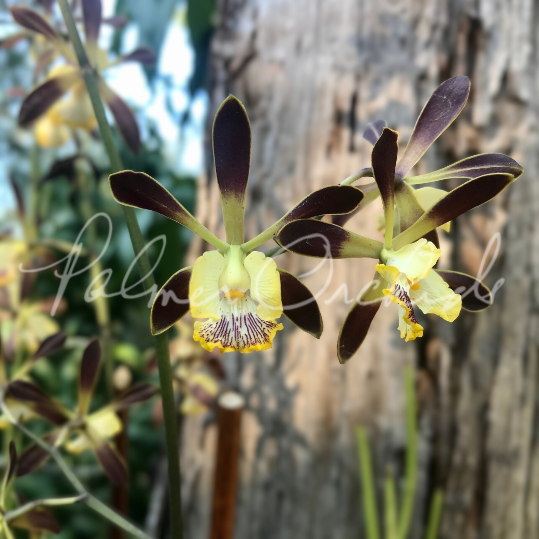 Encyclia alata 3.png