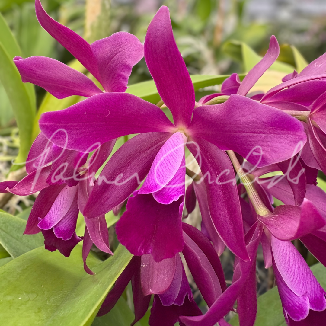 Ctt. Bactia 'Grape Wax' Palmer Orchids 2.png