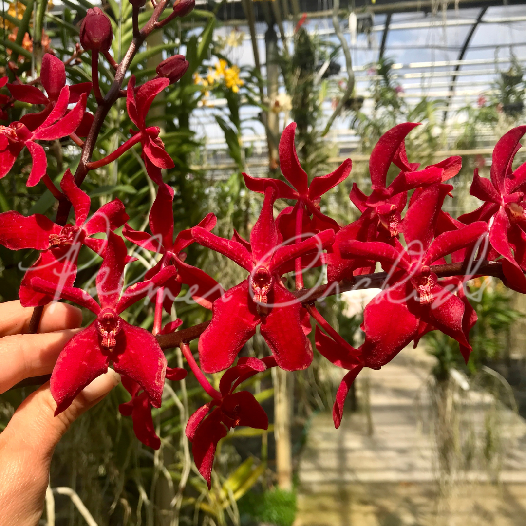 Rnps. Lion's Splendor - Palmer Orchids 2.png