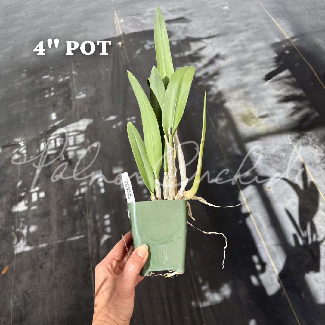 Procholavola QF Wailele.png