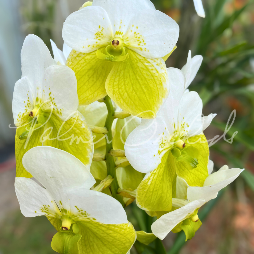 Vanda sanderiana alba 8.png