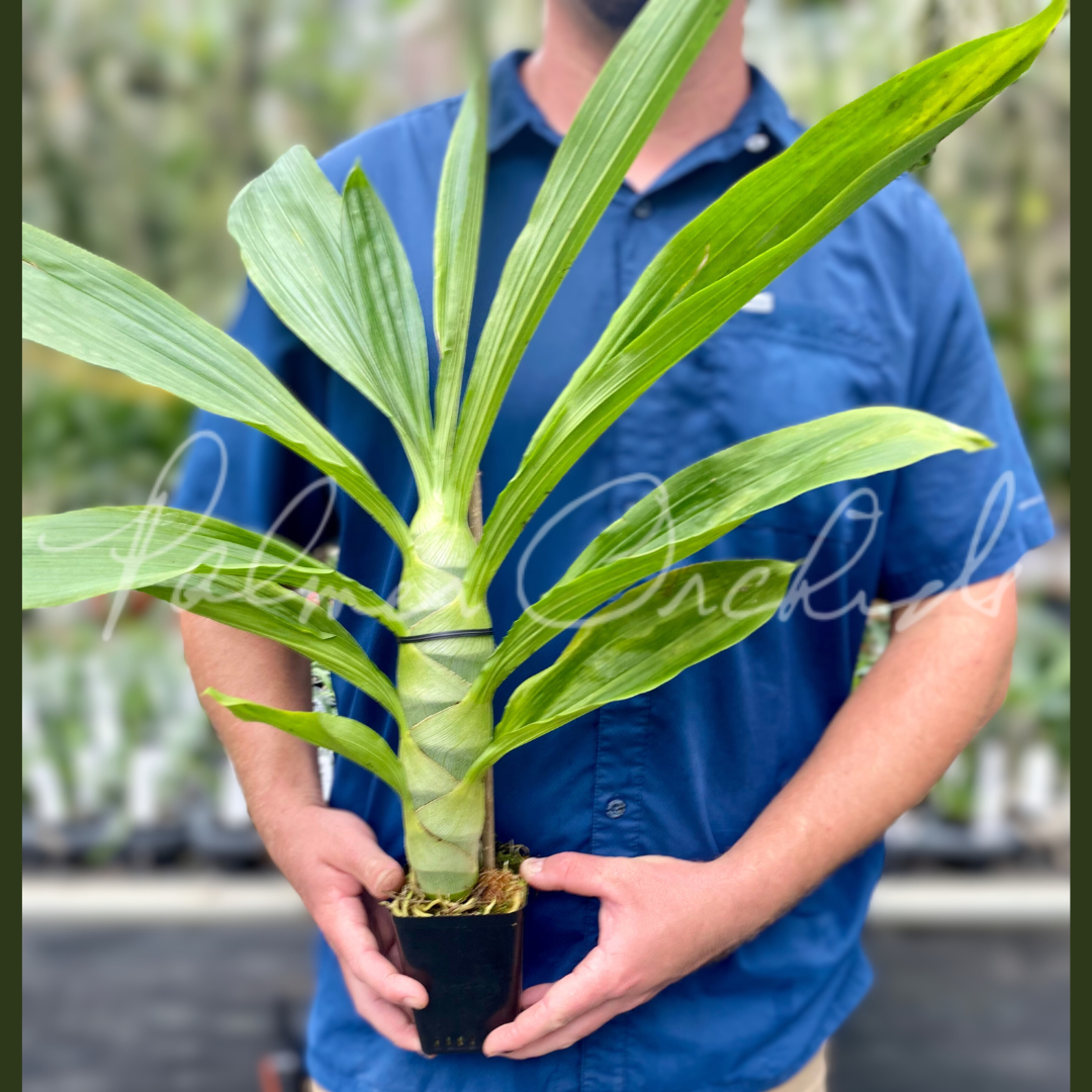 Cycd. Taiwan Gold — Palmer Orchids