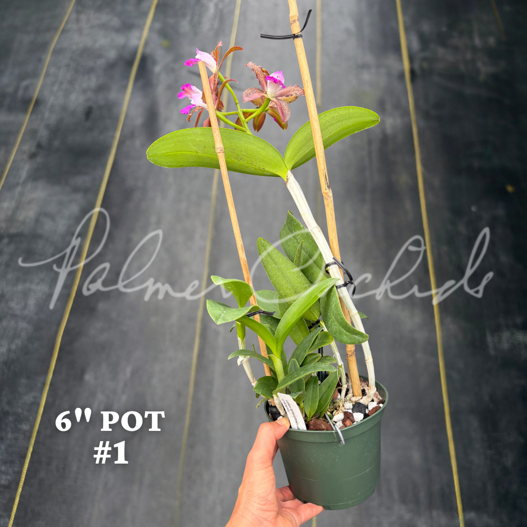 Cattleya tigrina (albina x alba) 2.png