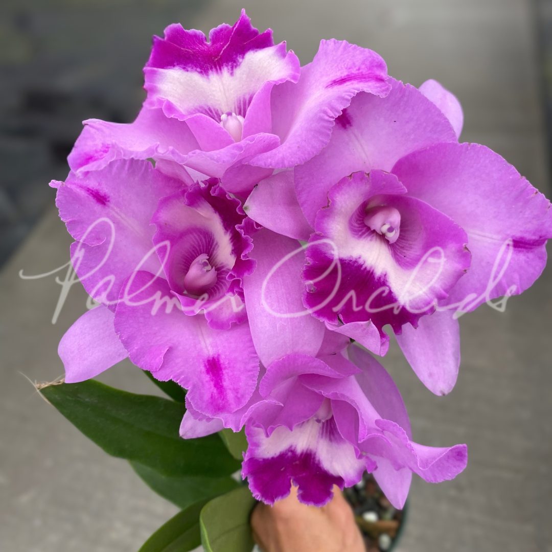 Rlc. Island Charm 'Elizabeth' Palmer Orchids 2.png