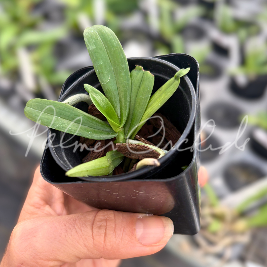 Aerangis luteoalba 6.png