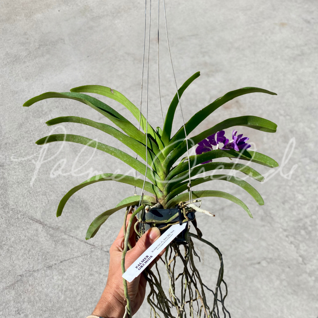 Van. Fran Mitchell - Palmer Orchids