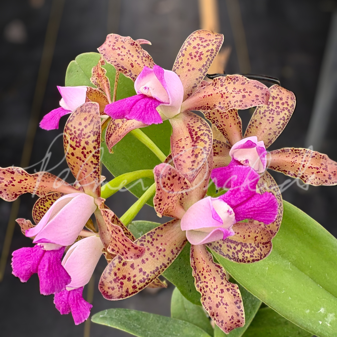 Cattleya tigrina