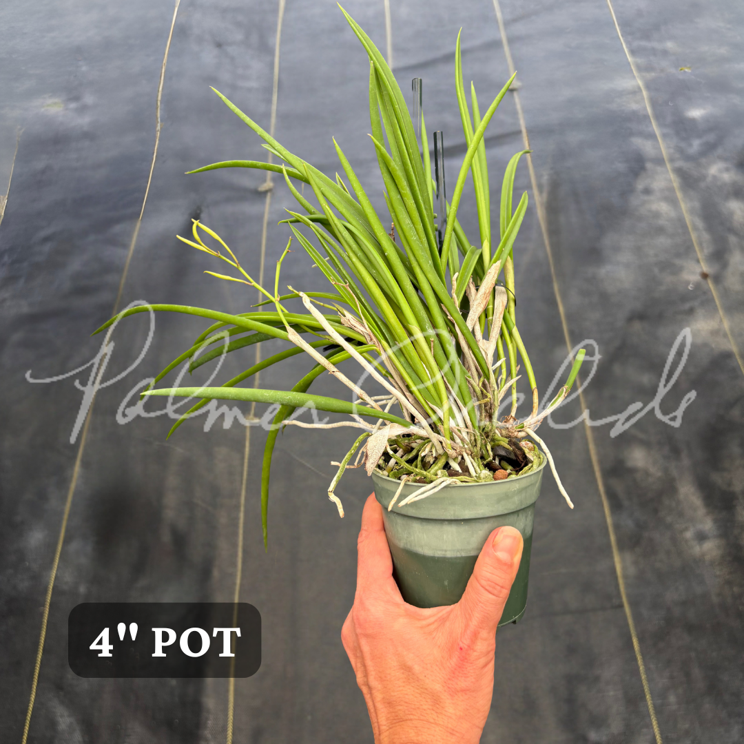 B. Burnett Taurus 6 (Brassavola tuberculata × Brassavola nodosa).png