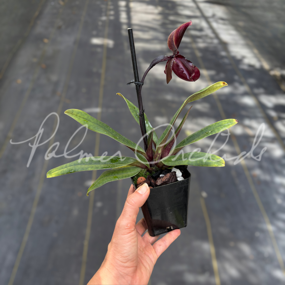 Paph. QF Henry's Pride 3.png