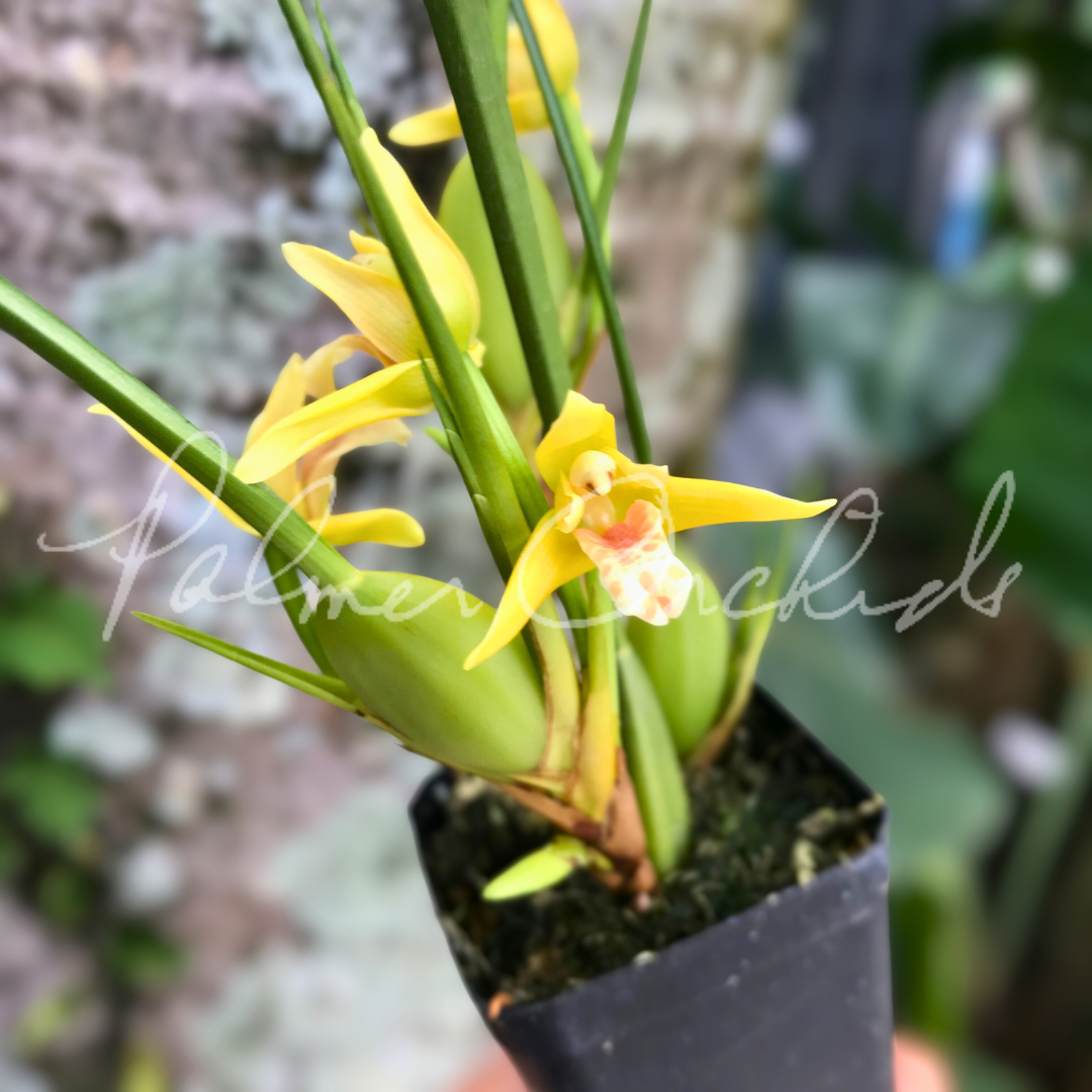 Maxillaria tenuifolia 'Yamada' 1.png