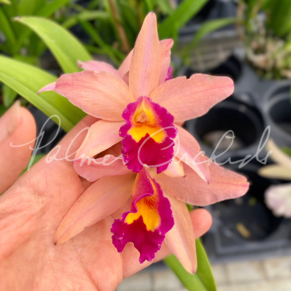 Ctt. Tropical Aurora  Palmer Orchids
