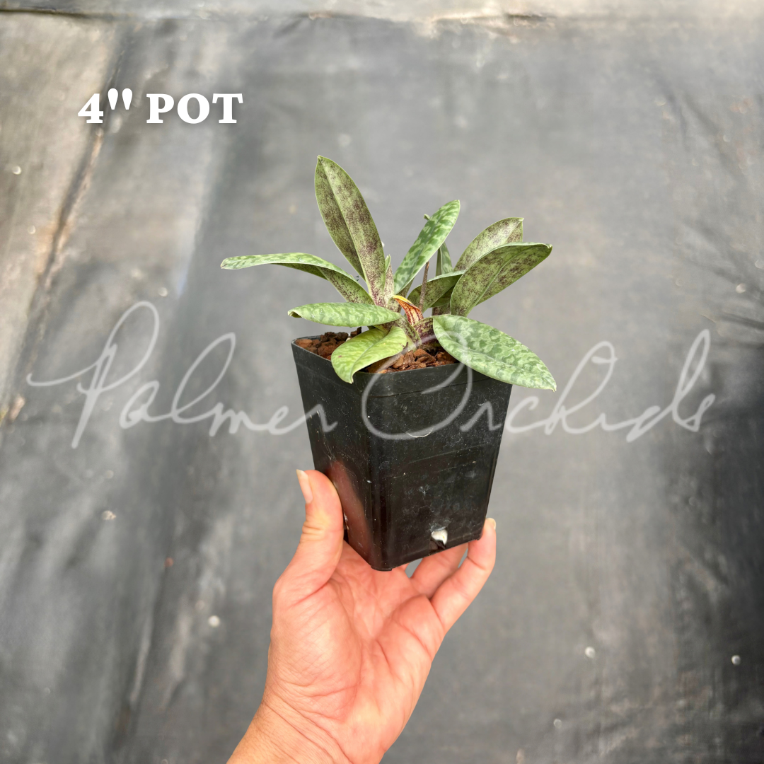 Paph. venustum 5.png