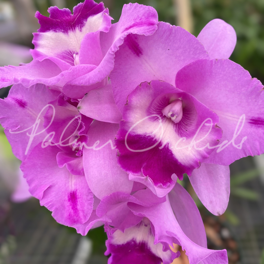 Rlc. Island Charm 'Elizabeth' Palmer Orchids 1.png
