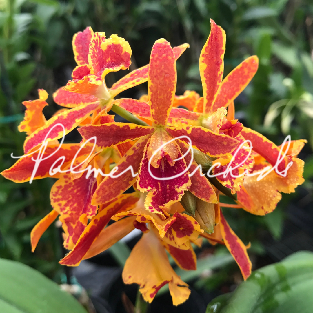 Ett. Volcano Trick 'Paradise'