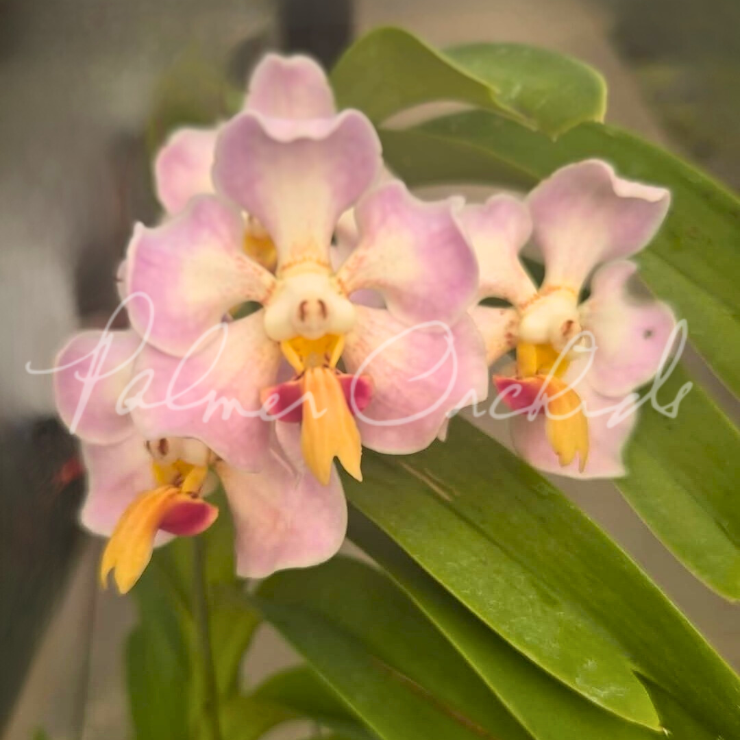 Vanda foetida.png