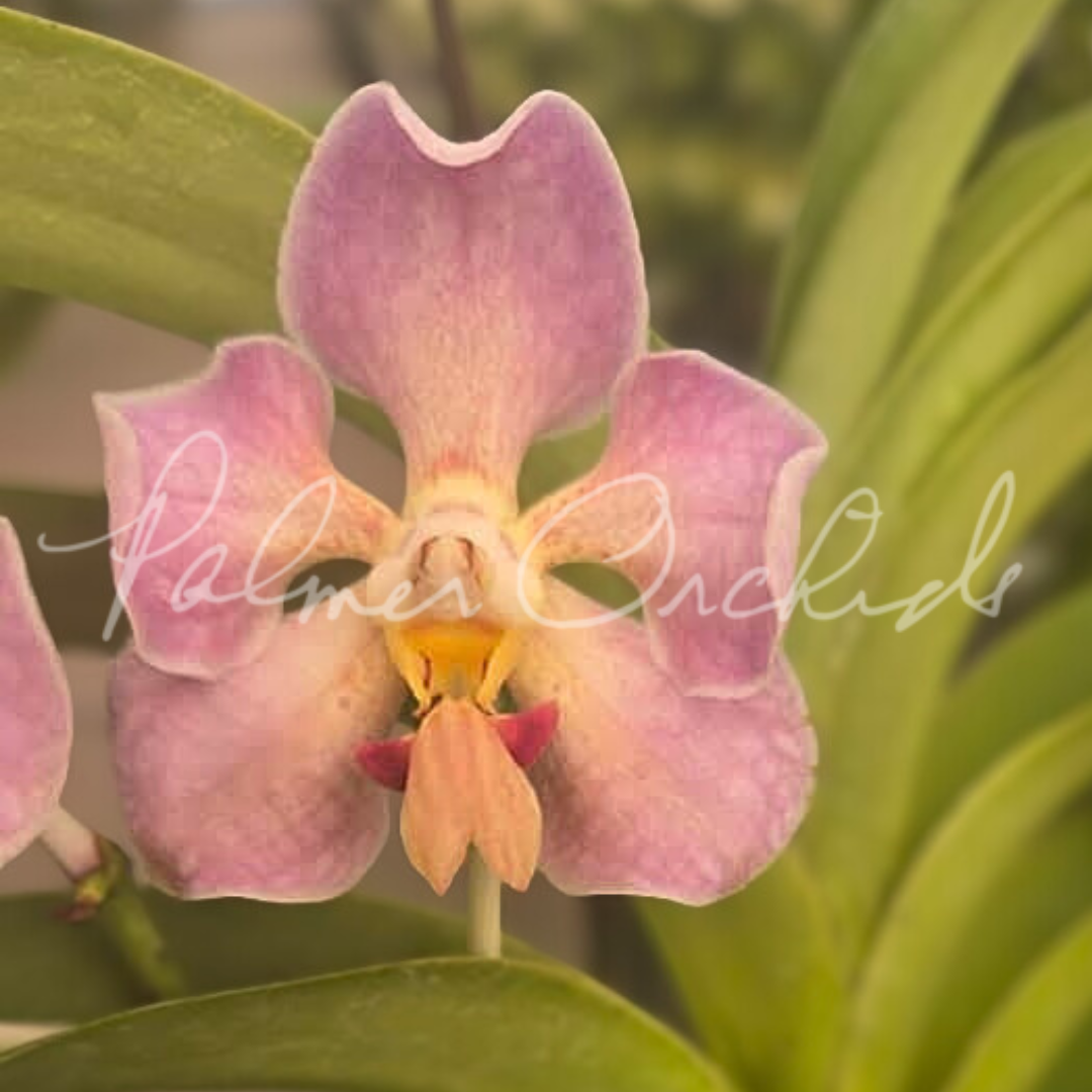 Vanda foetida.png