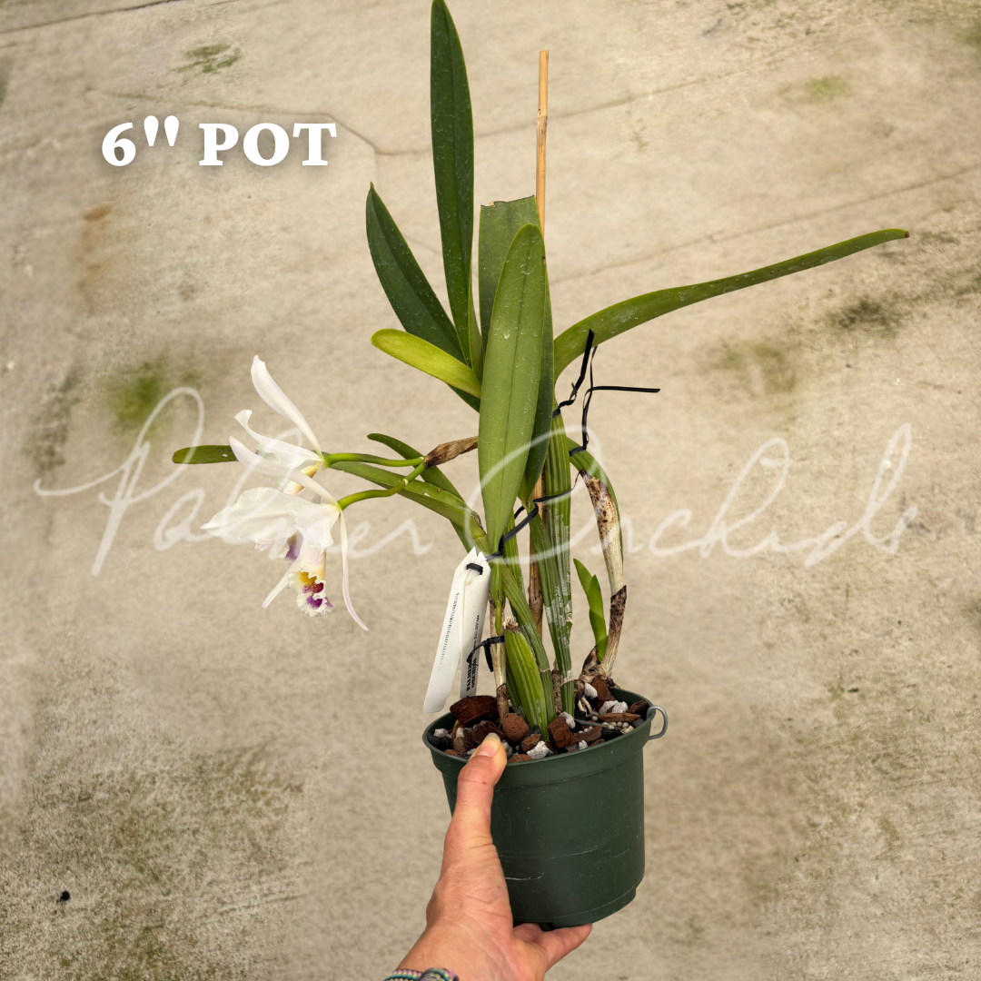 Cattleya jenmanii semi-alba 5.png