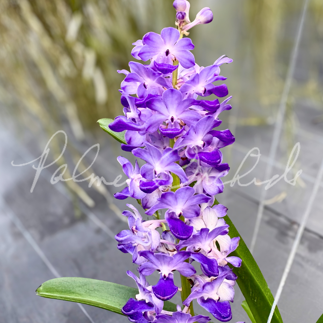 Rhy. coelestis Palmer Orchids 3.png