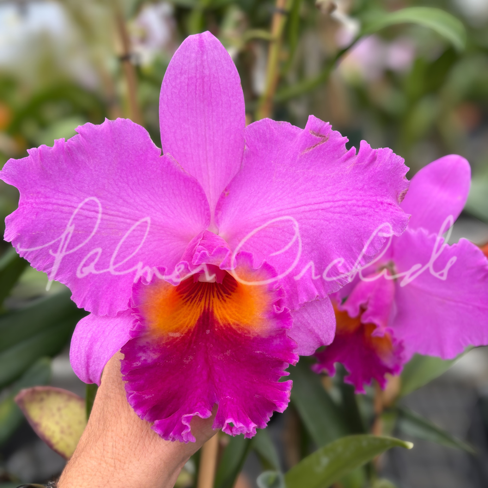 Rlc. Volcano Peaceful  Palmer Orchids