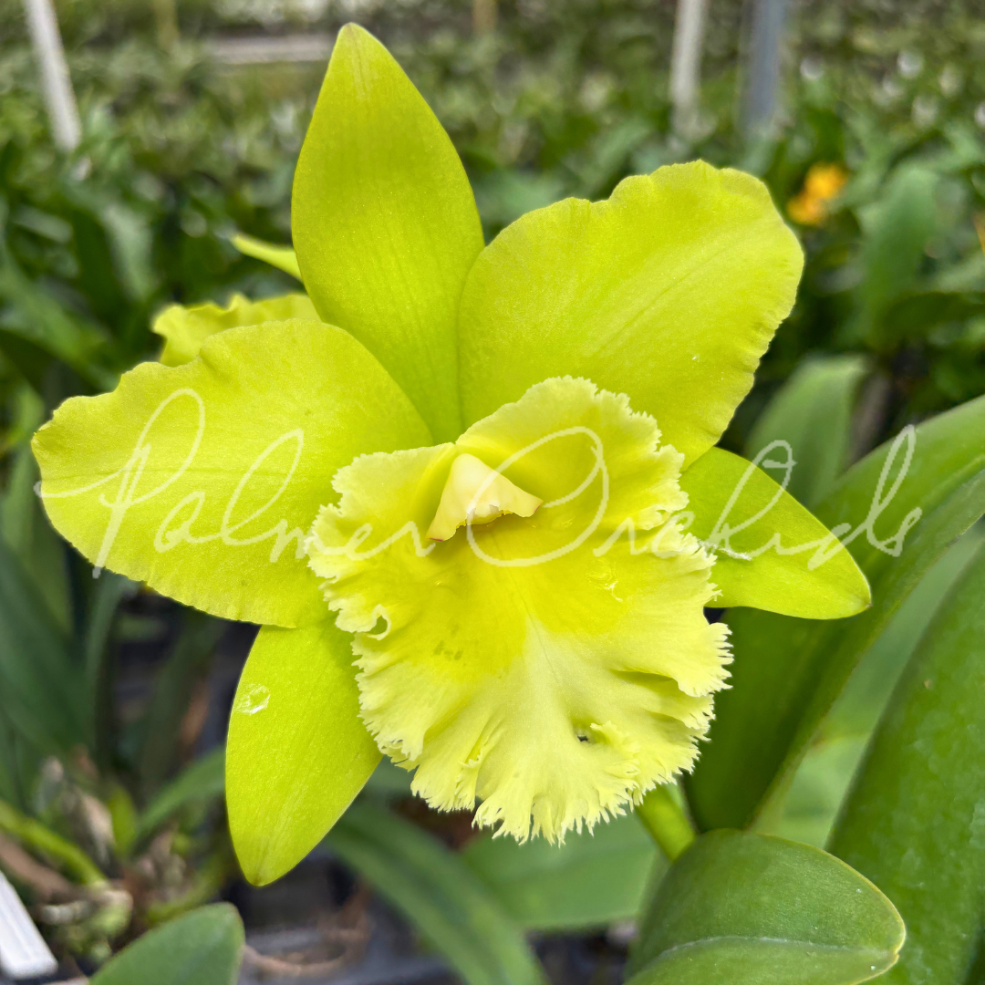 Rlc. Prada Green Deluxe