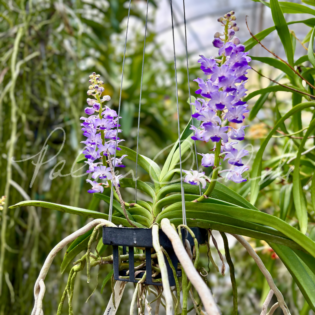 Rhy. coelestis Palmer Orchids 1.png