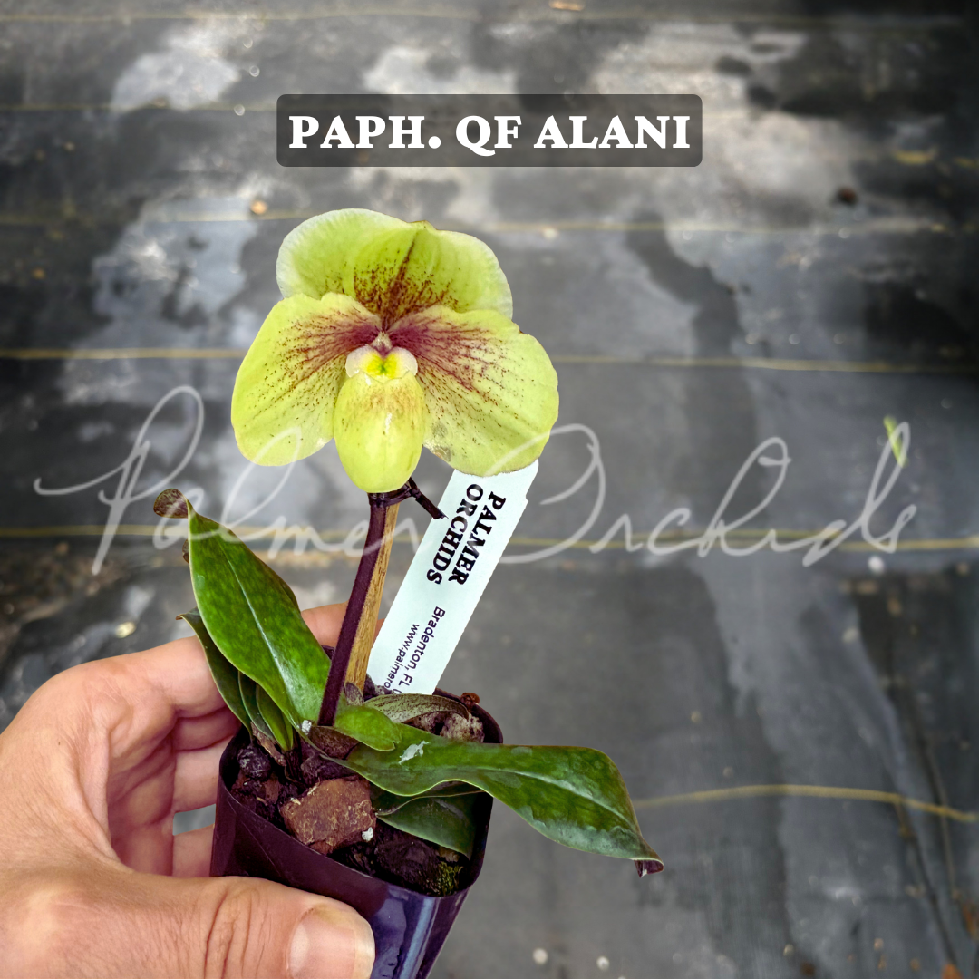 Paph. QF Alani (Paph. Greyi x Paph. Topaz Charm)