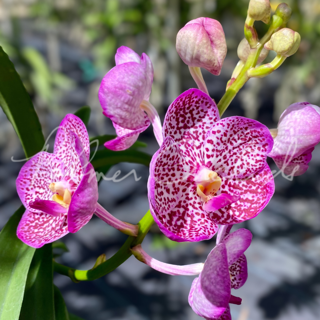 Vanda Uraiwan Belle 'Varinta' 3.png