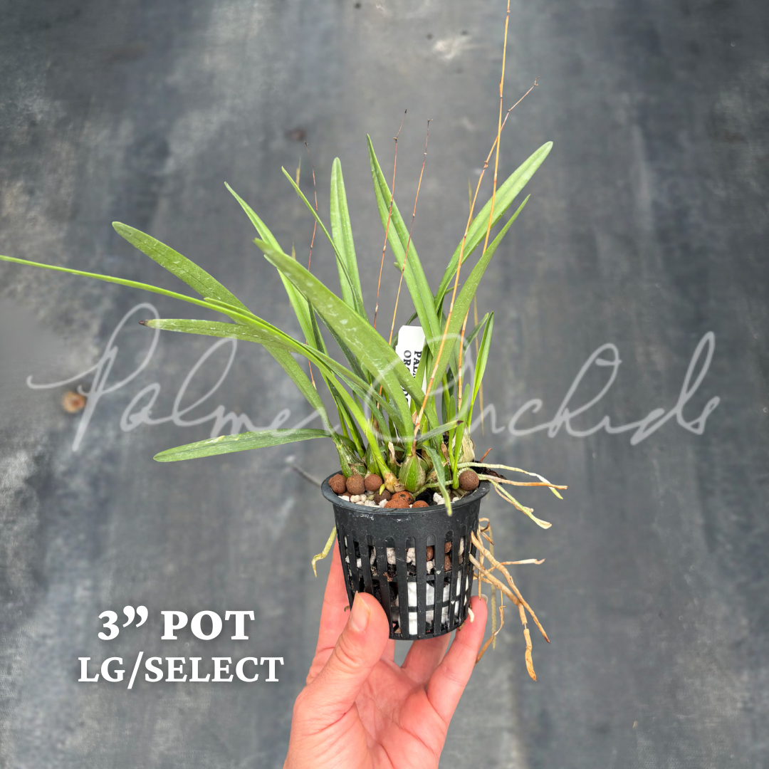 Enc tampensis alba 3 in lg select.png