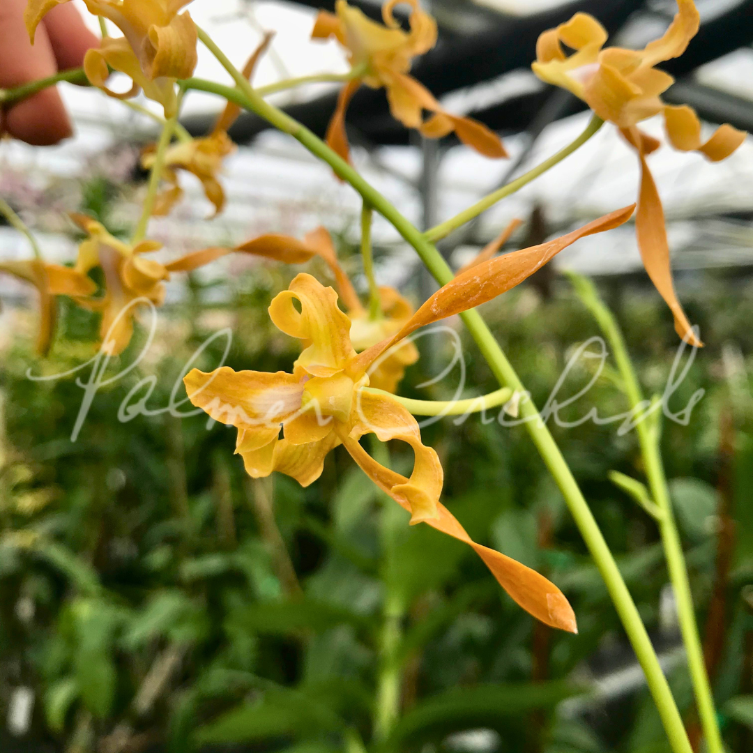 Dendrobium tangerinum Palmer Orchids 1.png