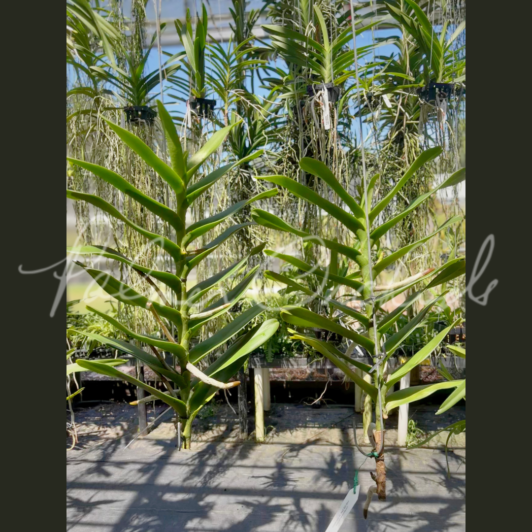 Rnps. Lion's Splendor - Palmer Orchids 5.png