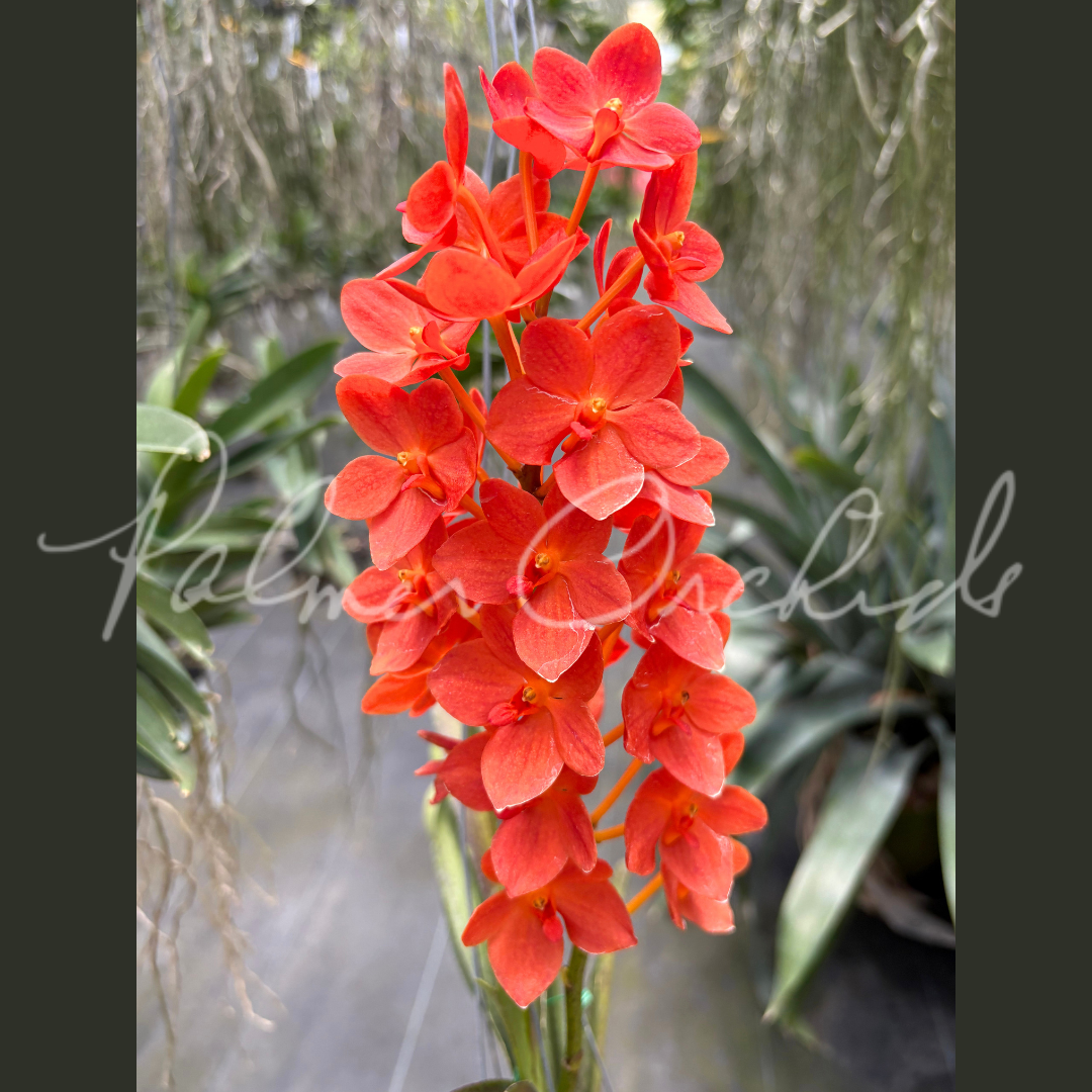 Rntda. Jairak Orange Palmer Orchids 4.png