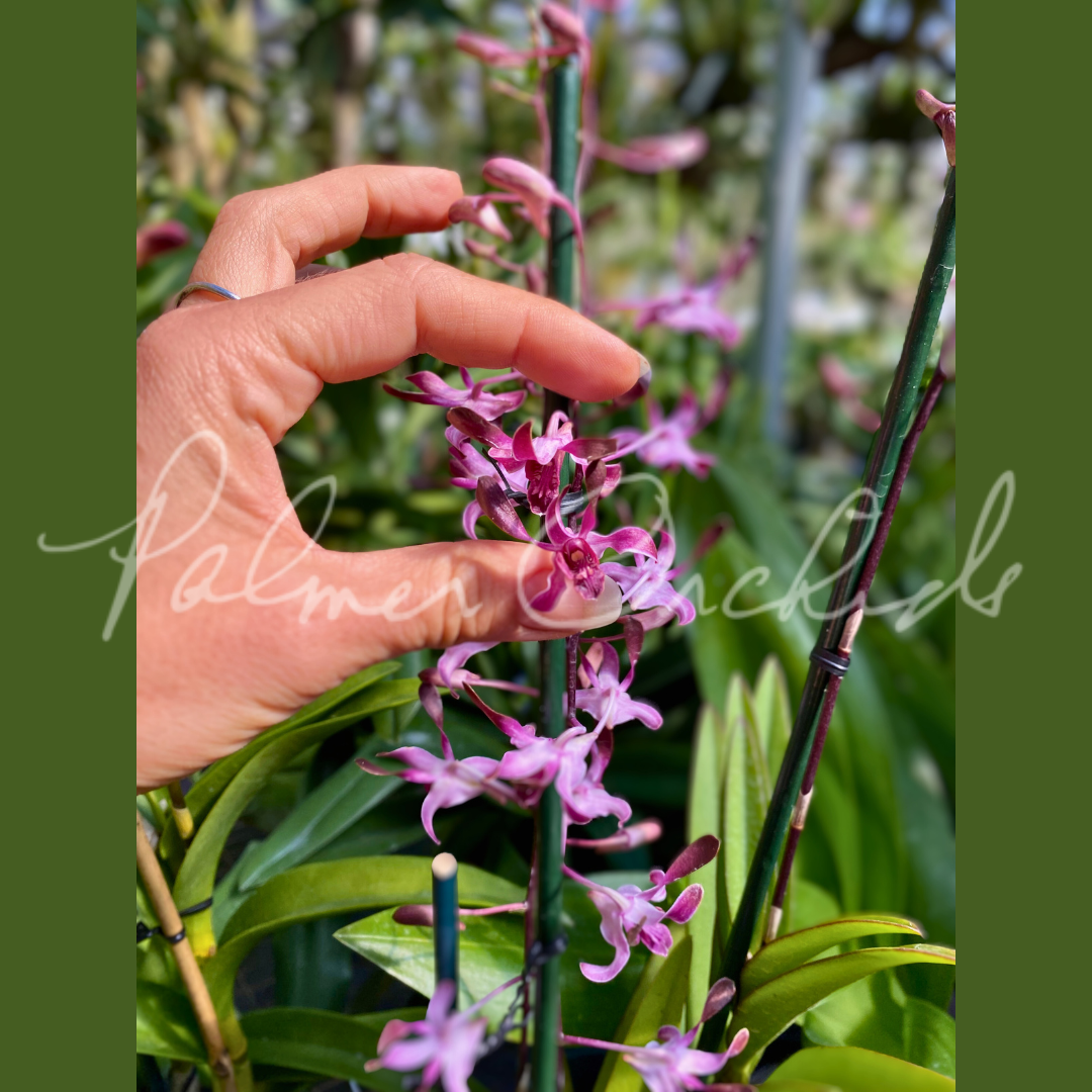 Den. QF Hawaiian Magic (Den. Penang Little Magic x Den. Blue Twinkle)