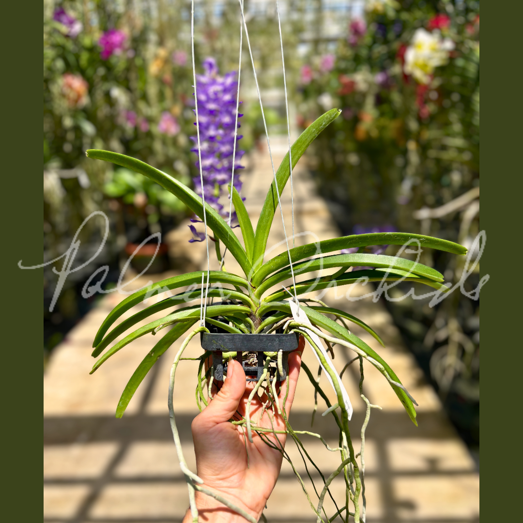 Rhy. coelestis Palmer Orchids 7.png