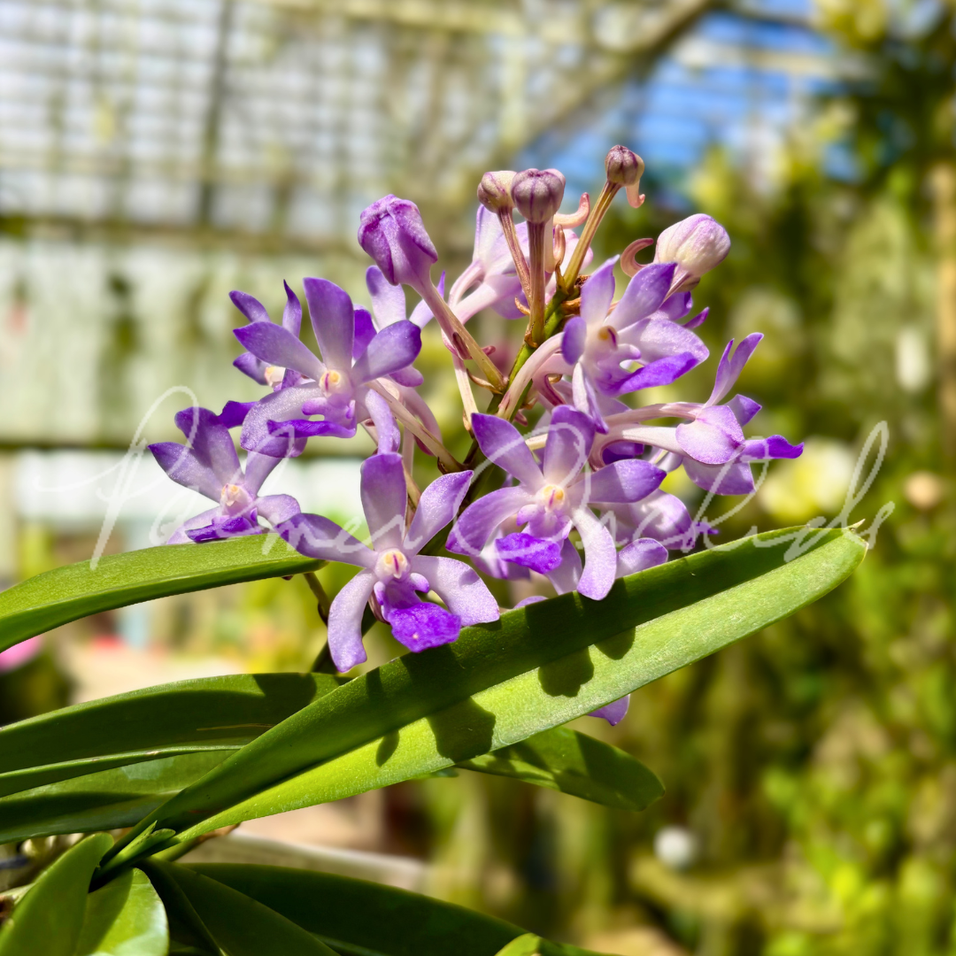 Vanda Fuchs Ocean Spray