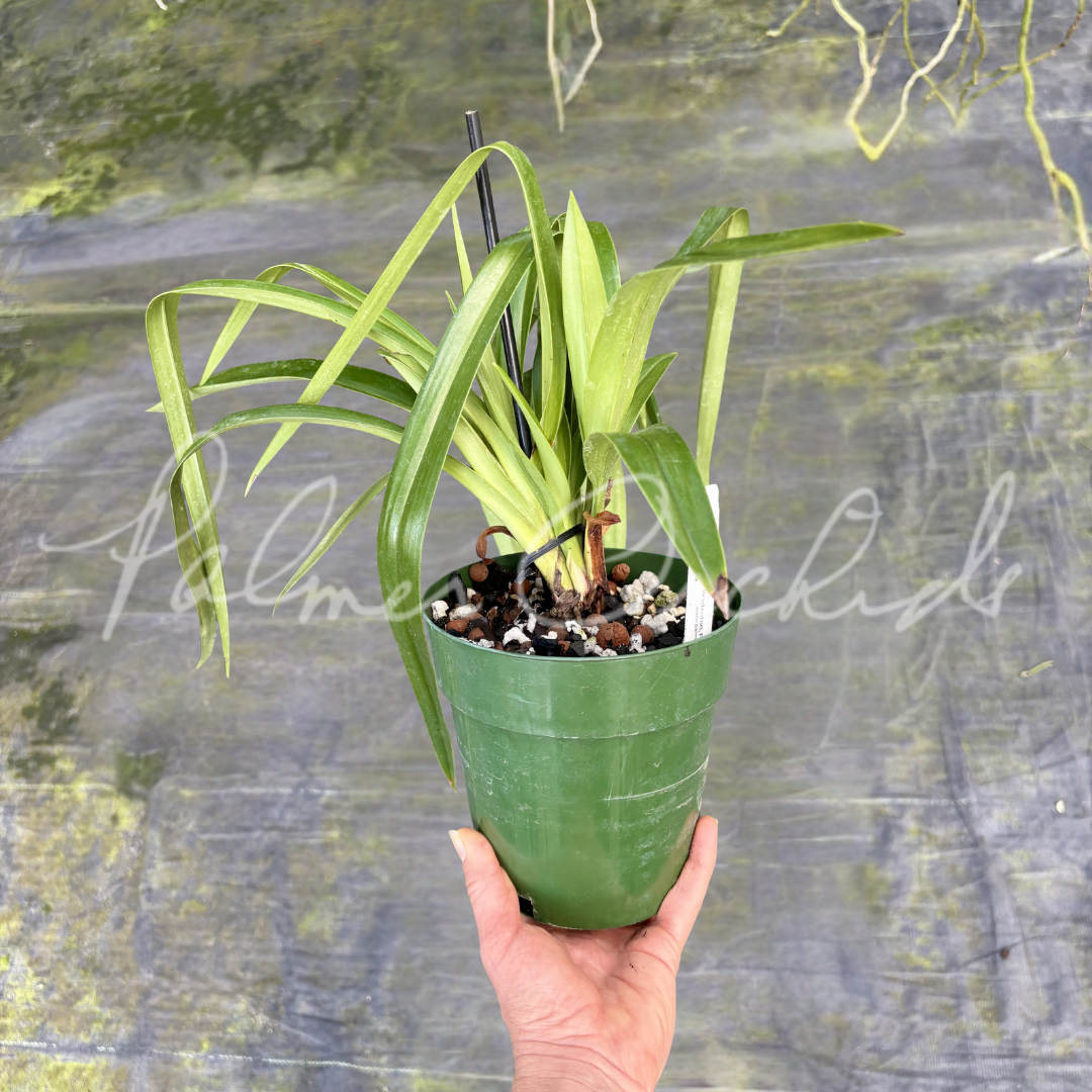 Phrag. Incan Treasure 4.png