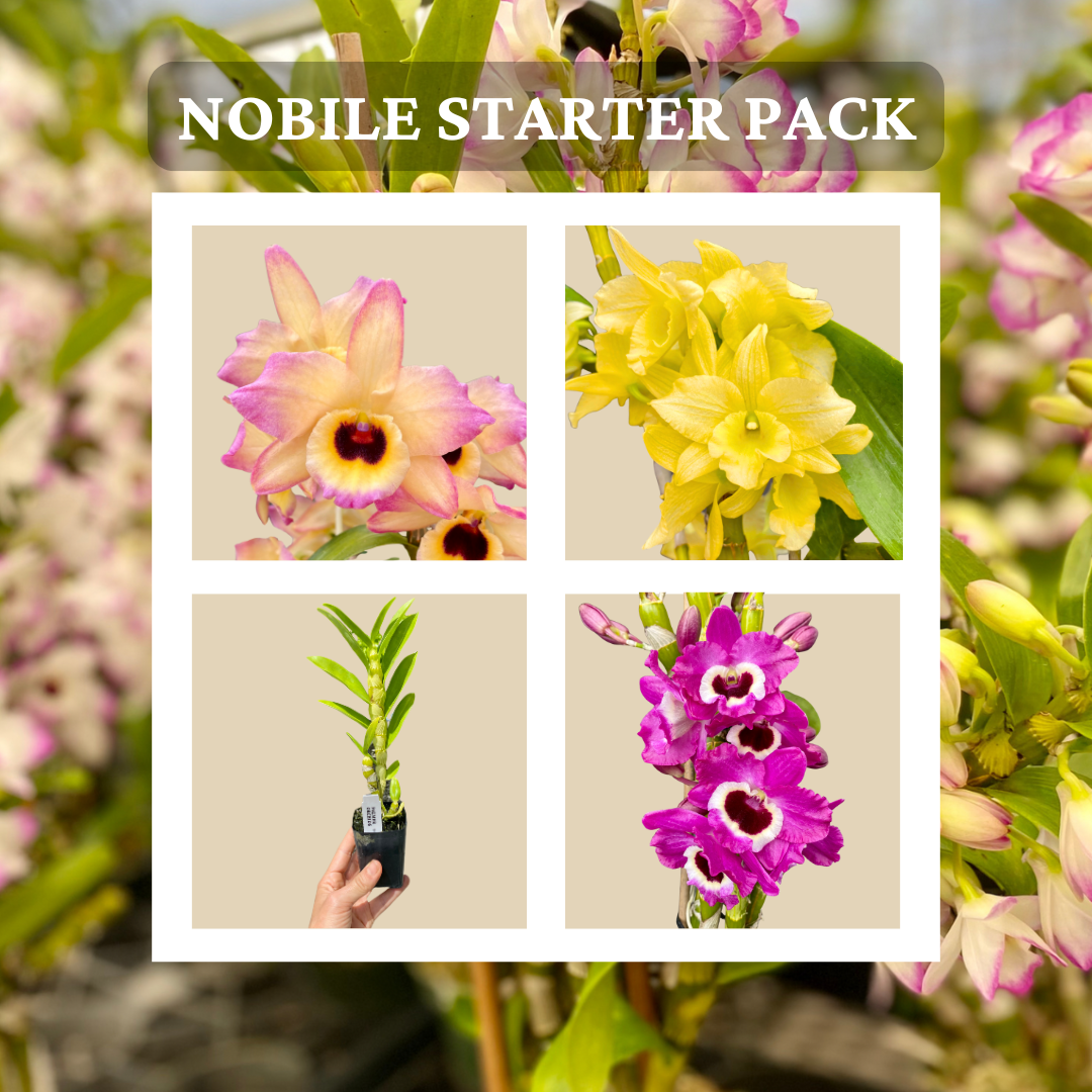 Den nobile hybrid starter pack listing.png