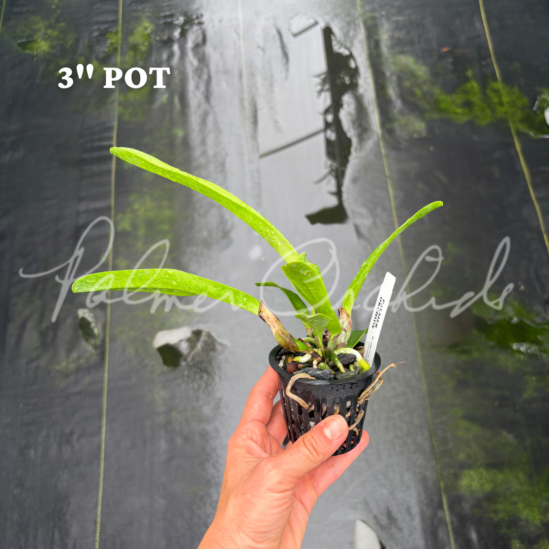 Laelia tenebrosa 3 in pot 1.png
