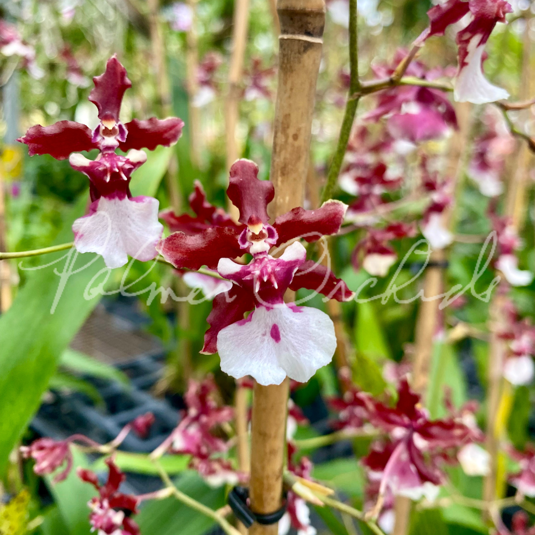 Onc. Sharry Baby 'Sweet Fragrance' AM/AOS