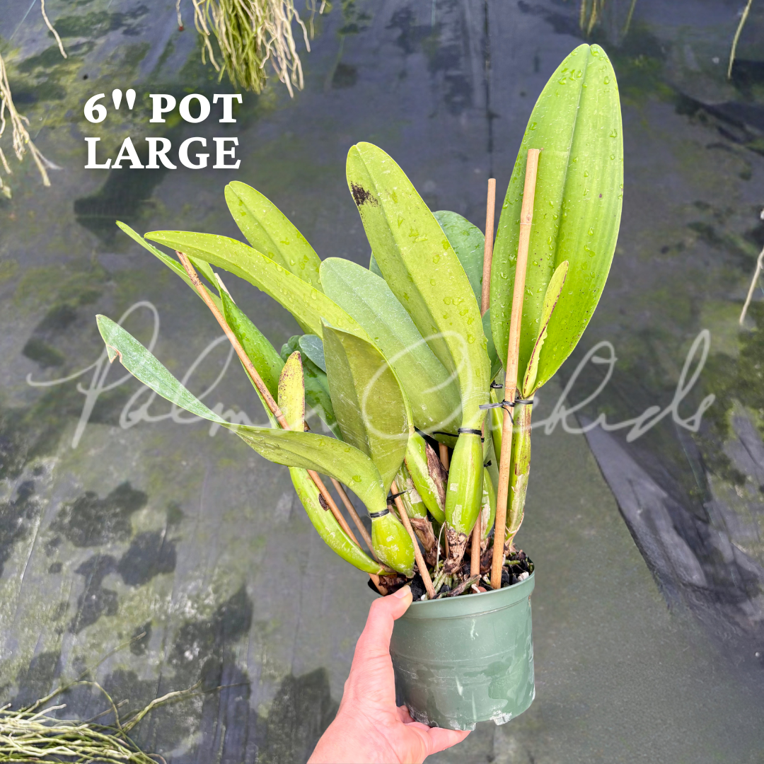 Rlc. Olive Palmer.png