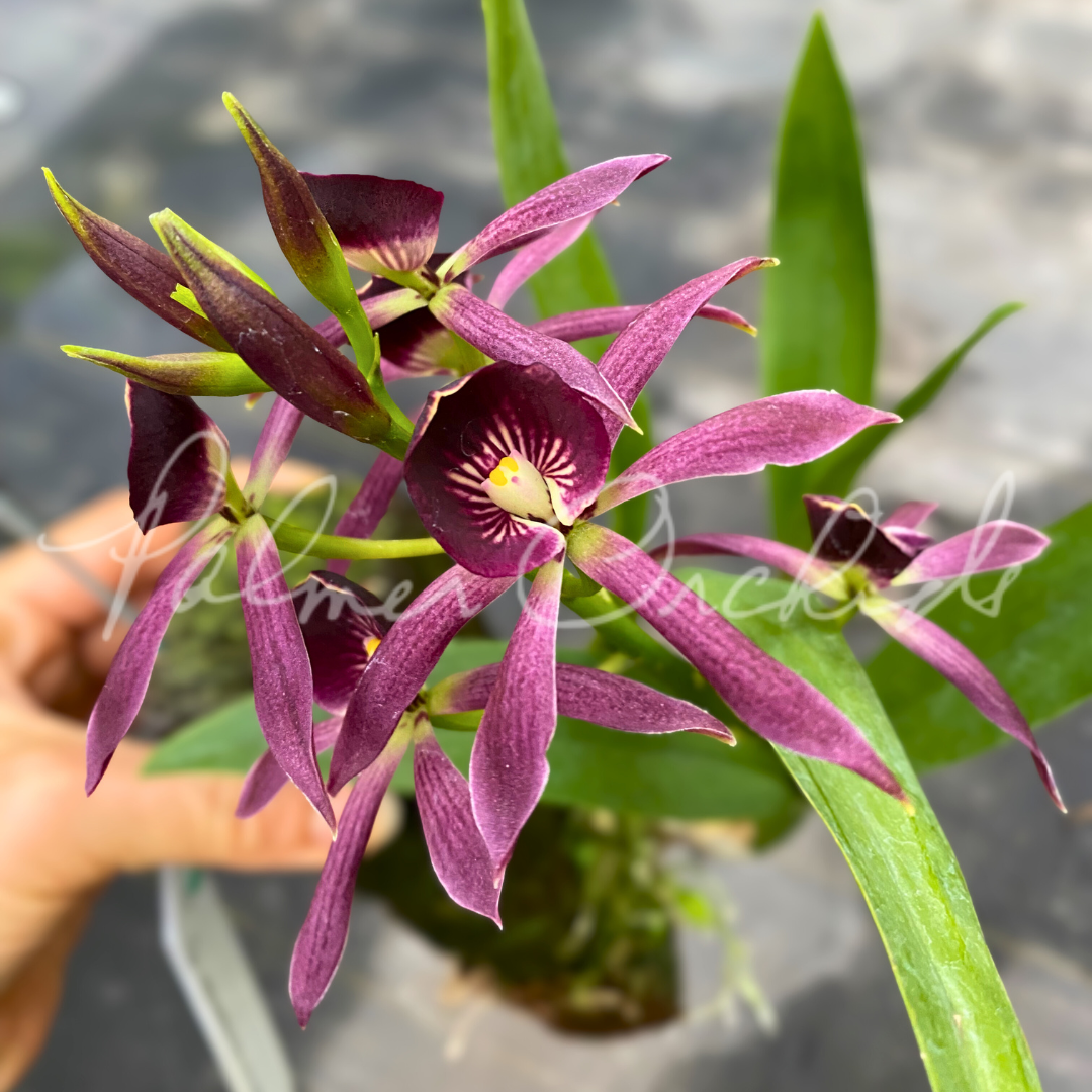 Grc. Black Comet 'Indigo Blue'